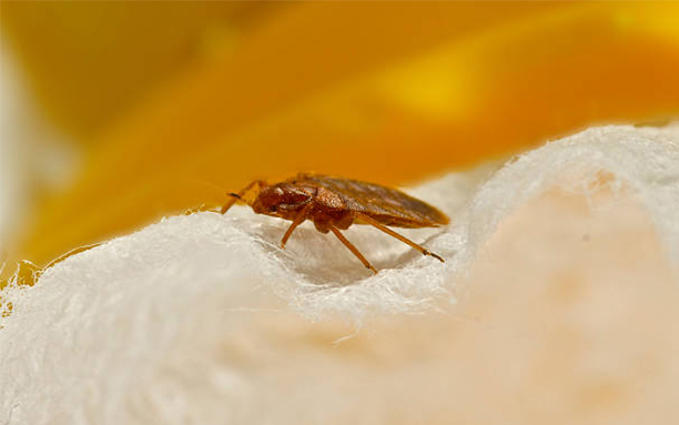Bed Bugs Control