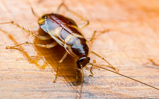 Cockroach Control