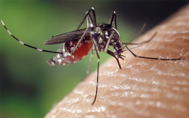 MOSQUITO CONTROL