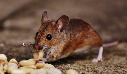 Rats Control