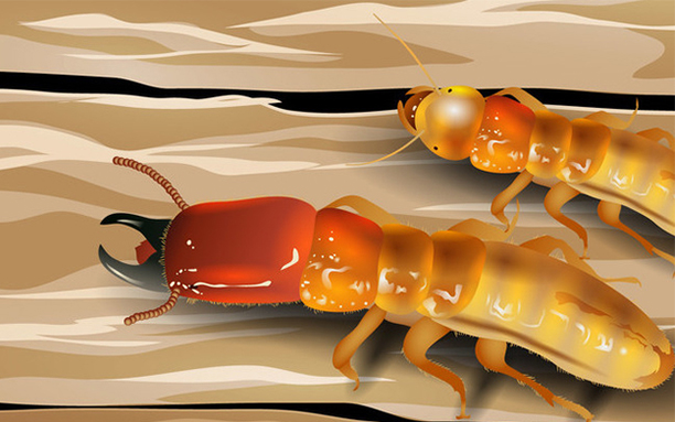 Termite Control